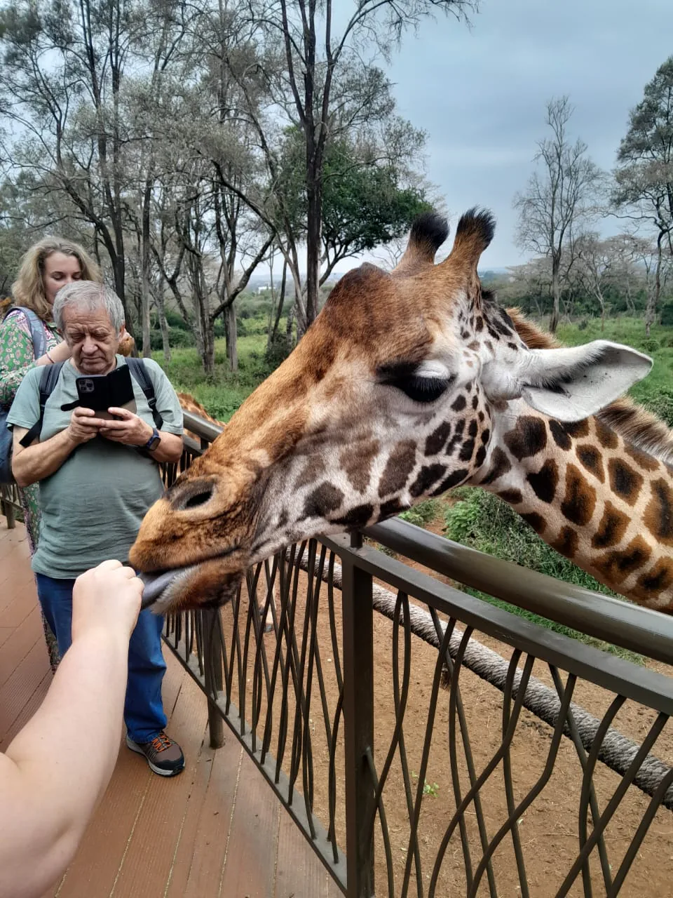 Giraffe reaching toward a visitor at a wildlife center